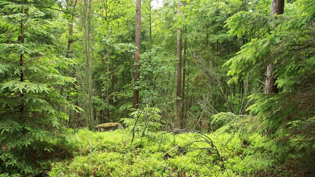 skog